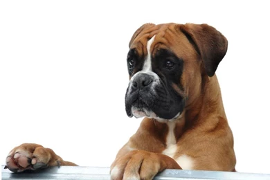 Boxer Dog Live Wallpapers Android Apps And Tests AndroidPIT