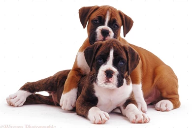 Boxer Puppy Desktop Backgrounds 9 Wide Wallpapers ...