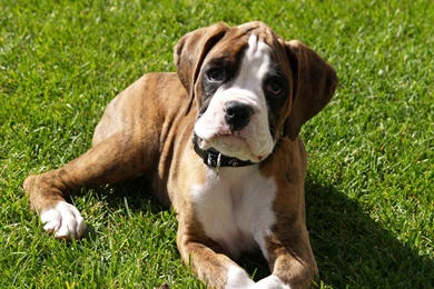 Desktop Boxer Dog Wallpapers Download