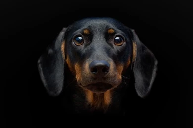 Cute Black dog hd wallpaper download.jpg