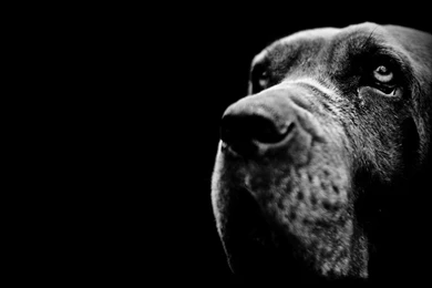 Wallpaper black dog 1024x768 fotografie www.fabiangabor.com.jpg