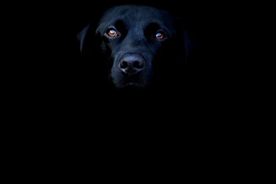 Black Dog Wallpapers   Animal Wallpapers