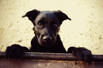 Cute, Black, Dog, High, Resolution, Wallpaper, Images, Full, Free ...