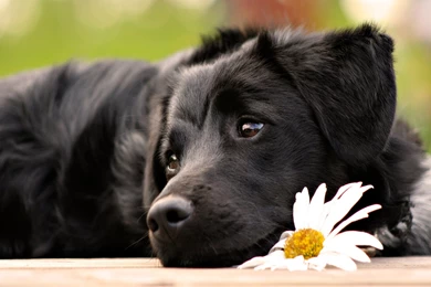 Black Dog Wallpapers   Desktop Backgrounds