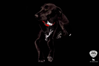 Black Background Images   Page 3