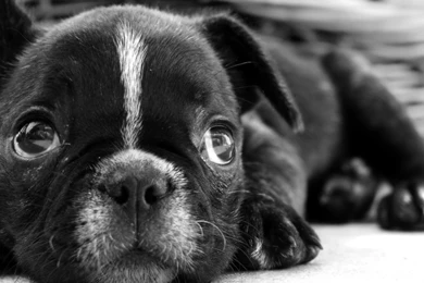 FreePhotoz Daily Wallpapers & Backgrounds   Black Dog Desktop ...