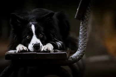 Schnauzer, Black, Dog, High, Resolution, New, Top, Wallpapers ...