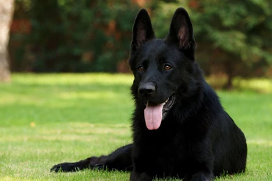 Dog German Shepherd Wallpapers