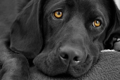 Black Labrador Dog Free Hd Wallpapers