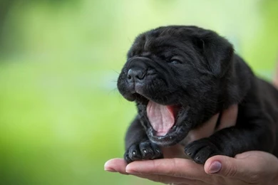 Cute Puppy, Yawning, Black Dog, Hand Wallpaper,Cute HD Wallpapers ...