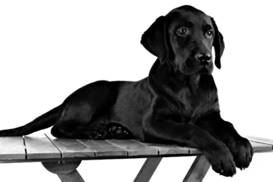 Black Dog [4]   Seourpicz