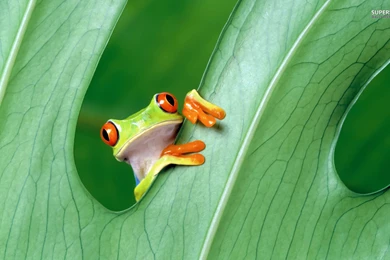 Red eyed Tree Frog Wallpapers   Animal Wallpapers