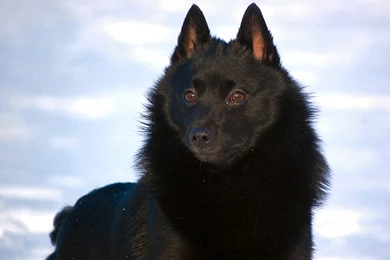Schipperke Dogs HD Wallpapers