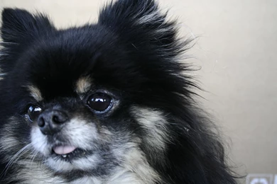 Animal, Pomeranian, Black, Dog, Widescreen, High, Definition ...