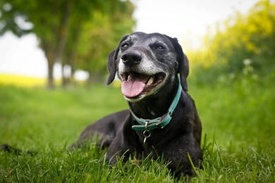 Black Dog On Grass Wallpapers   1920x1200   1103407