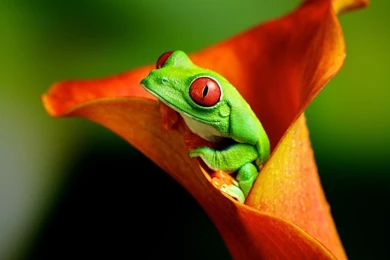 Red Eyed Tree Frog Wallpapers   ImgMob