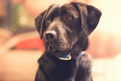 Photo, Animal, Pet, Black Dog, Friend, Necklace For Pet, Wallpapers