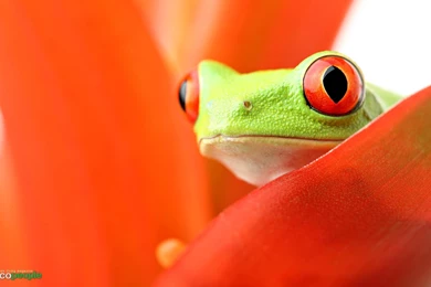 Orange Frogs Red Eyed Tree Frog Amphibians Wallpapers