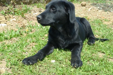 Cute Black Dog Computer Wallpapers, Desktop Backgrounds ...