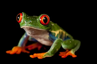 Top HD Tree Frog Wallpapers