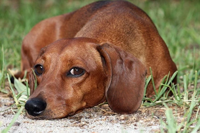 Wistful Dachshund Dog Photo And Wallpaper. Beautiful Wistful ...