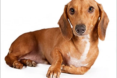 Dachshund Dog Portrait Photo And Wallpaper. Beautiful Dachshund ...