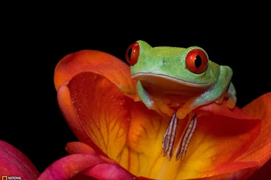 Red Eyed Tree Frog