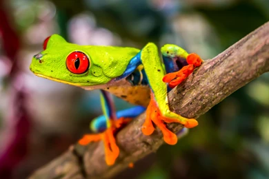 Red Eyed Tree Frog Wallpapers :: HD Wallpapers
