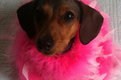 Cute Valentine's Day Dachshund Photo And Wallpaper. Beautiful Cute ...