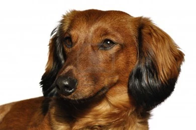 Lovely Dachshund Dog Photo And Wallpaper. Beautiful Lovely ...