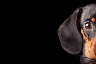 Dachshund Wallpapers Hd 13 High Resolution Wallpapers ...