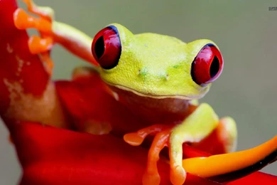 Red eyed Tree Frog Wallpapers   Animal Wallpapers
