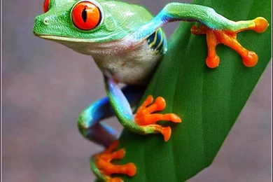 Cute Frogs On Pinterest