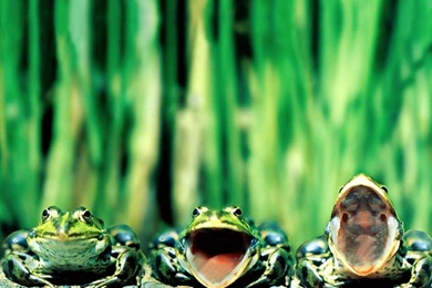 Tree Frogs « Free Wallpapers 1024x768 Download Desktop Pictures HD