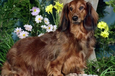 Dachshund Wallpapers   My Doggy Rocks