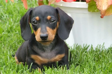Jestingstock.com Cute Dachshund Wallpapers