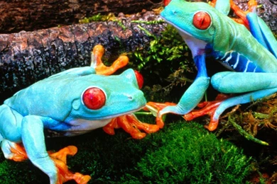 Red Eyed Tree Frog Amphibians Frogs Tree Frogs Wallpapers ...