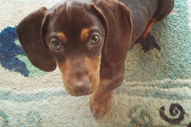 Images Of Baby Wiener Dogs Wallpapers