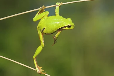 Pin Animals Colorful Red Eyed Tree Frog Picture Nr 39896 On Pinterest