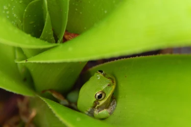 American Green Tree Frog   (