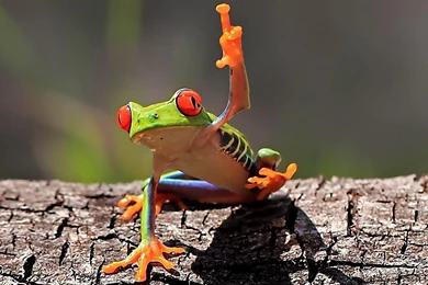 Animals frogs red eyed tree frog amphibians HD Wallpapers ...