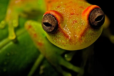 67 Tree Frog HD Wallpapers