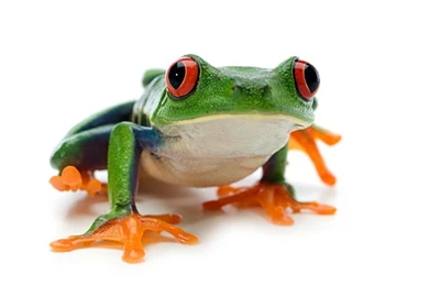 Tree Frog, Tree Frog Wallpaper, Tree Frog Picture, Tree Frog Photo ...
