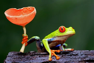 Tree Frog Costa Rica Images   ANIMALS   ANIMALS