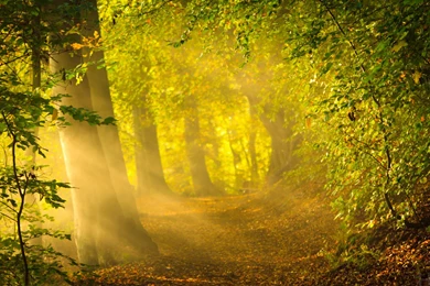 20 Forest BackGrounds