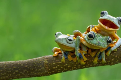 Bing Worldwide, 2015 04 10 [1920×1200] & [1920×1080]