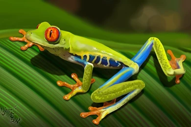 Red Eyed Tree Frog   Wallpaper.