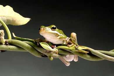 Desktop Wallpapers · Gallery · Animals · Agalychnis Callidryas Red ...