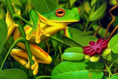 10 Red Eyed Tree Frog HD Wallpapers