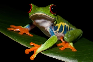 Beautiful Tree Frog Images   ANIMALS   ANIMALS